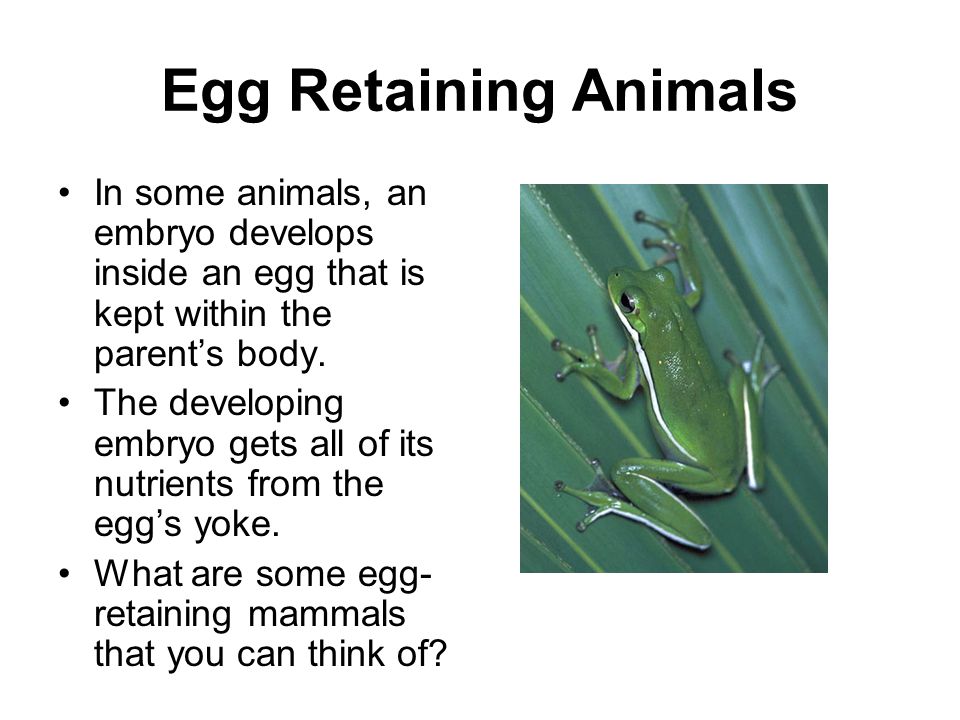 Egg Retaining Animals In some animals, an embryo develops inside an egg that is kept within the parent’s body.