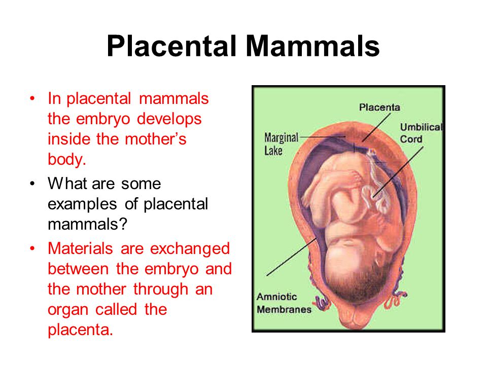 Placental Mammals In placental mammals the embryo develops inside the mother’s body. What are some examples of placental mammals