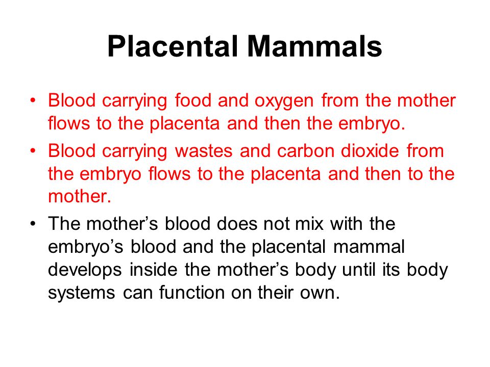 Placental Mammals Blood carrying food and oxygen from the mother flows to the placenta and then the embryo.