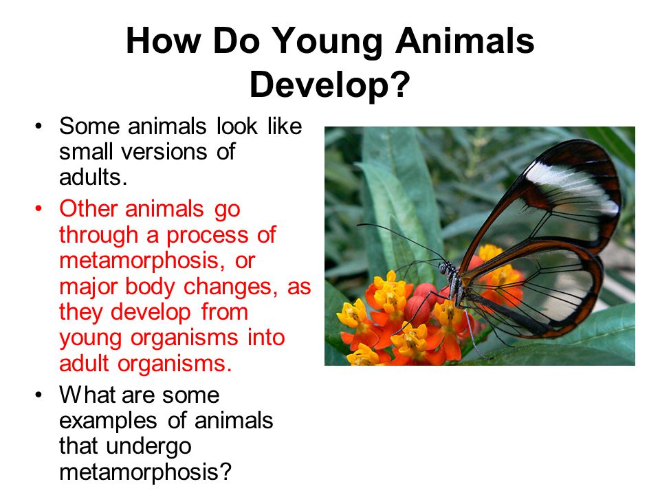 How Do Young Animals Develop