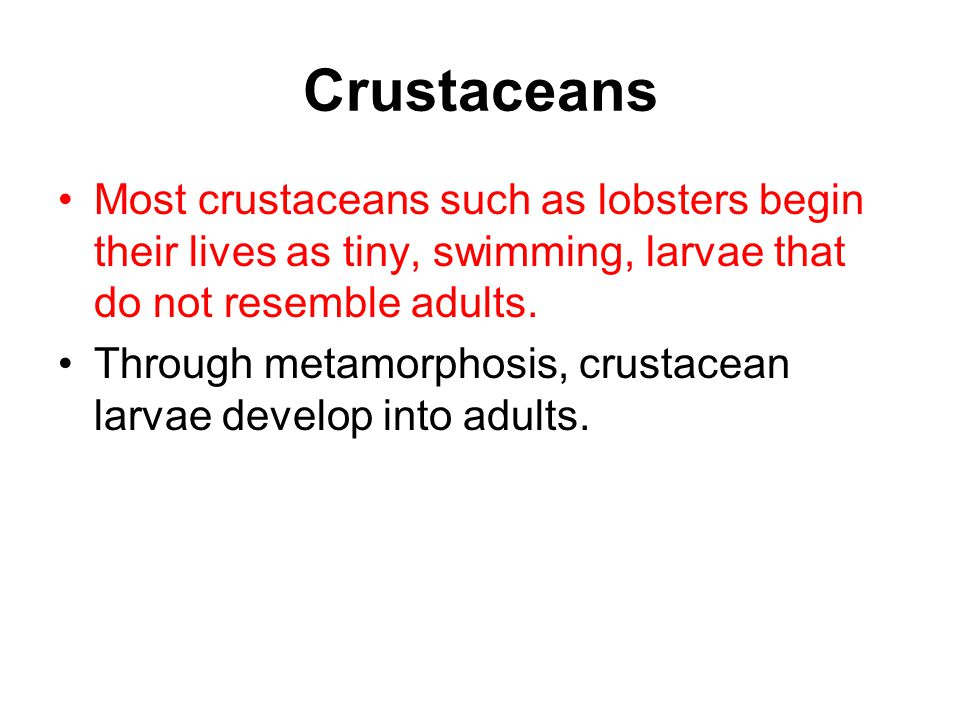 Crustaceans Most crustaceans such as lobsters begin their lives as tiny, swimming, larvae that do not resemble adults.