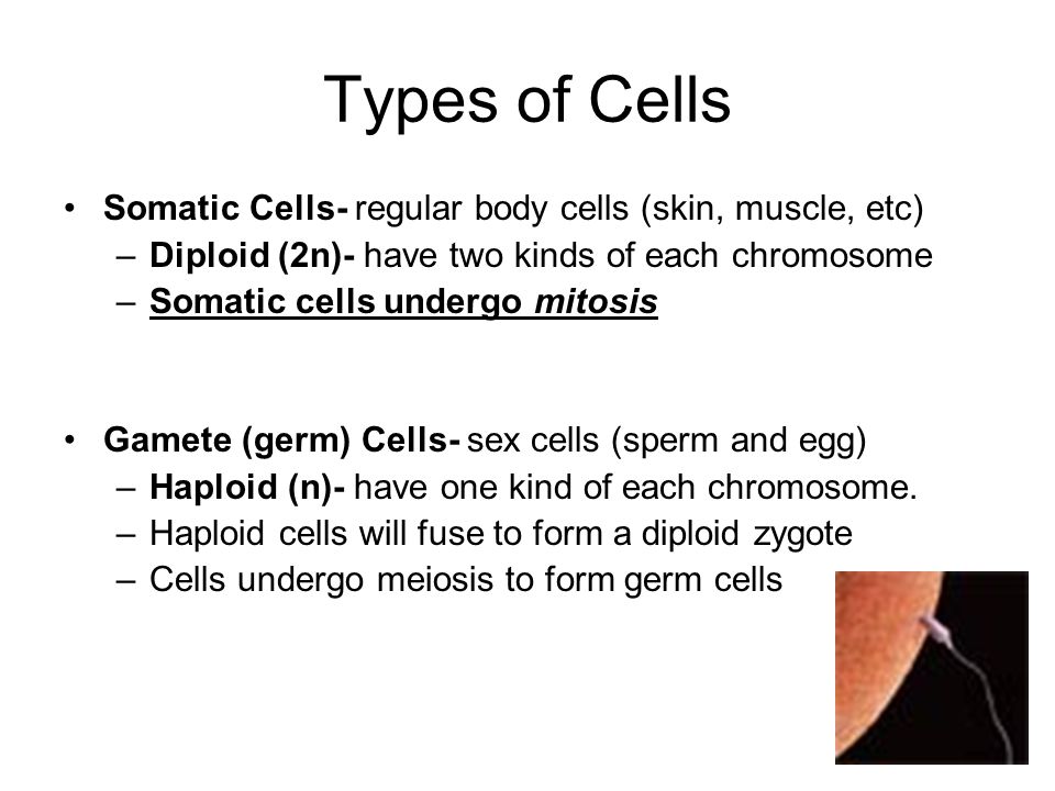 1 What Are The Reasons Cells Undergo Mitosis Ppt Download