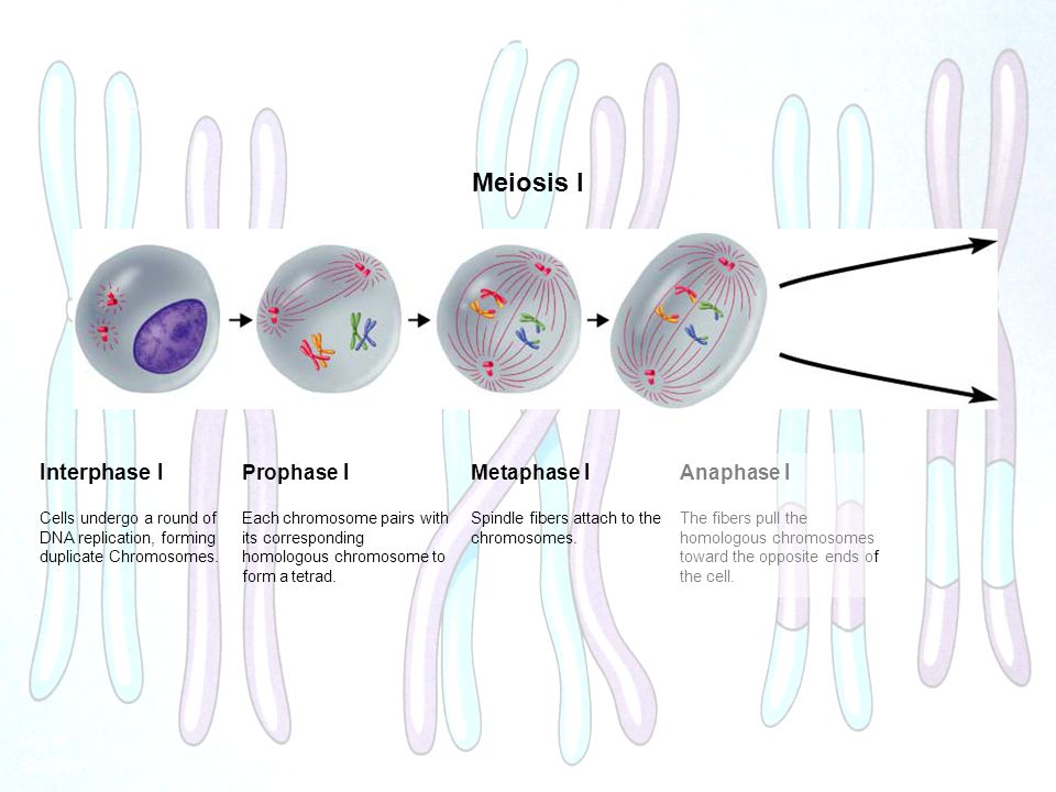 Figure Meiosis Meiosis I Interphase I Section 11-4 Prophase I.