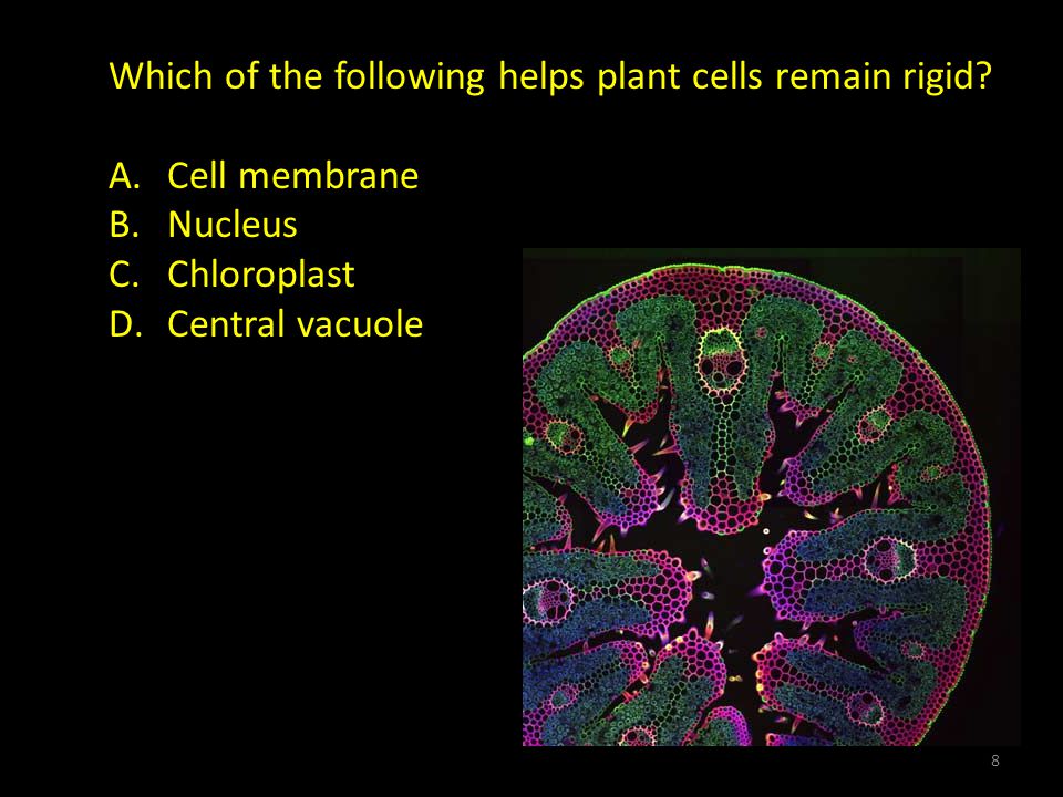 Biology Eoct Review Part Ii Ppt Download