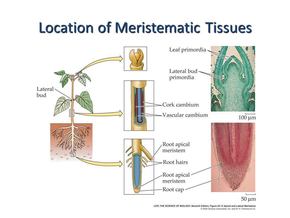 Plant tissues. Meristematic Tissue. Apical Meristem. Plant Tissue structure.