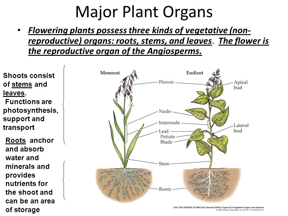 Plants kinds. Plant Organs. Plant structure. The structure of a Plant Organ. Plant Organ System.