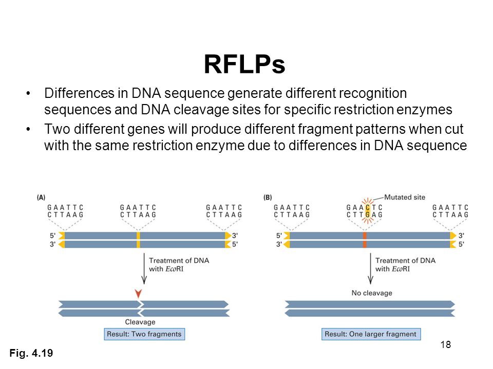 RFLPs Differences in DNA sequence generate different recognition sequences and DNA cleavage sites for specific restriction enzymes.