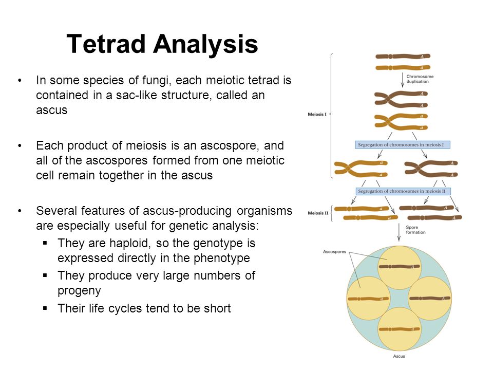 Tetrad Analysis In some species of fungi, each meiotic tetrad is contained in a sac-like structure, called an ascus.