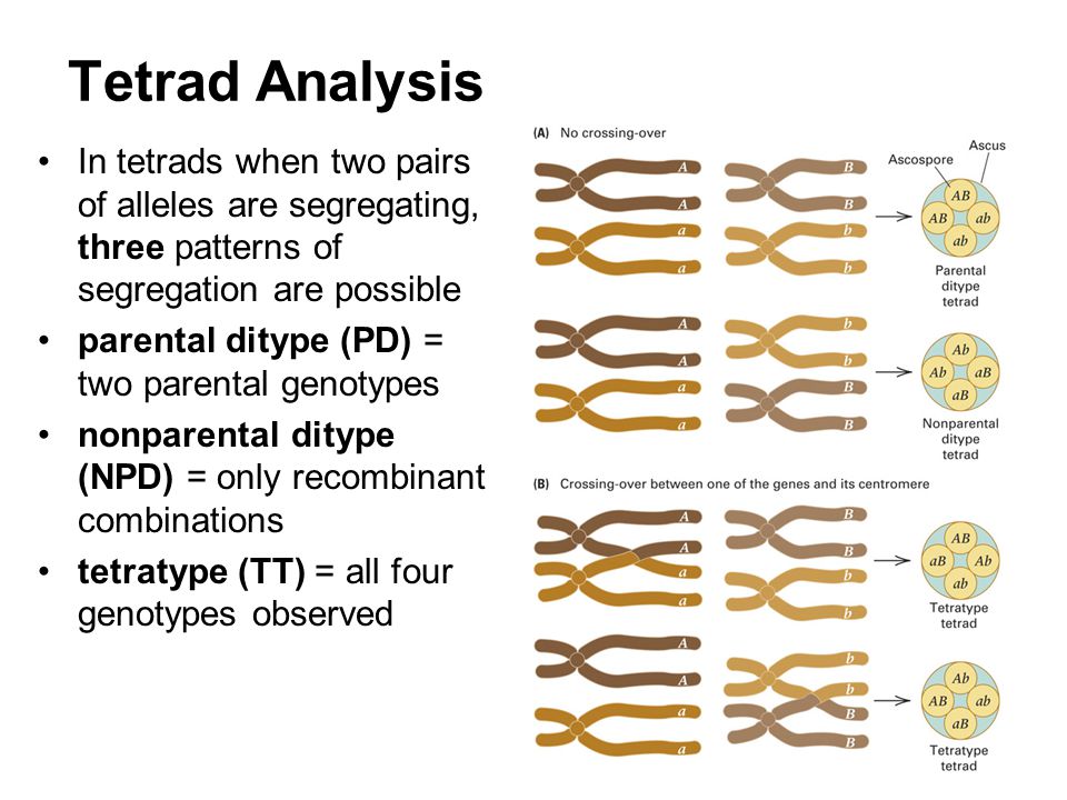 Tetrad Analysis In tetrads when two pairs of alleles are segregating, three patterns of segregation are possible.