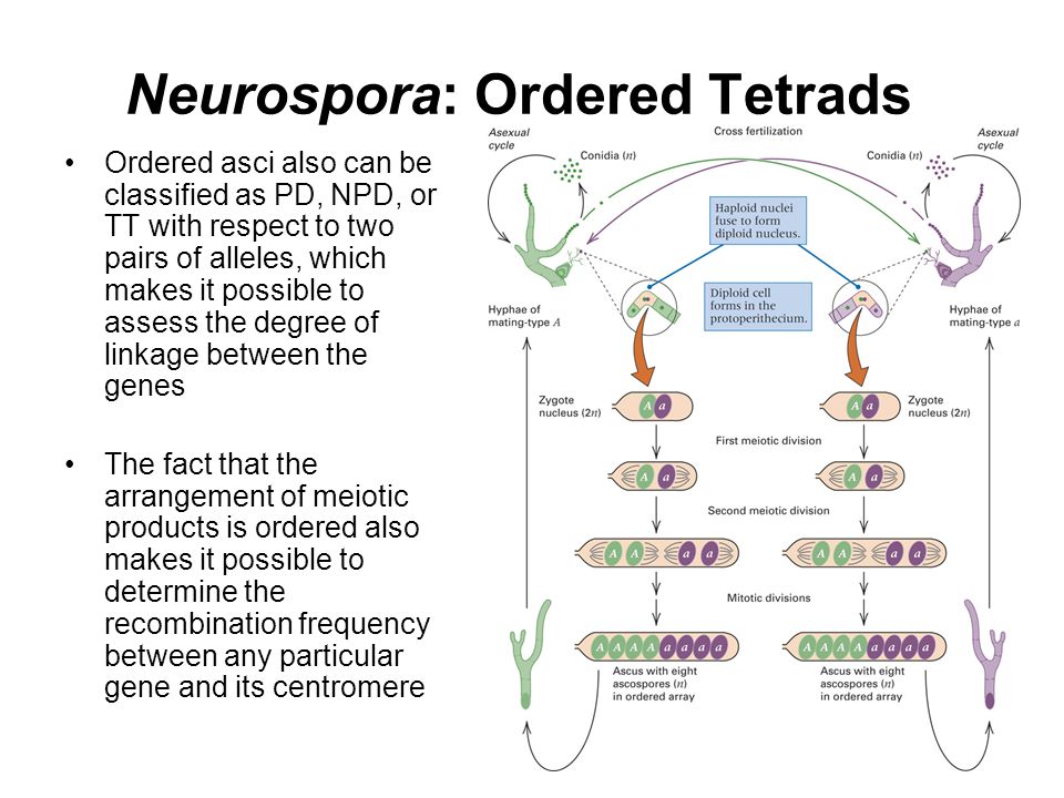 Neurospora: Ordered Tetrads