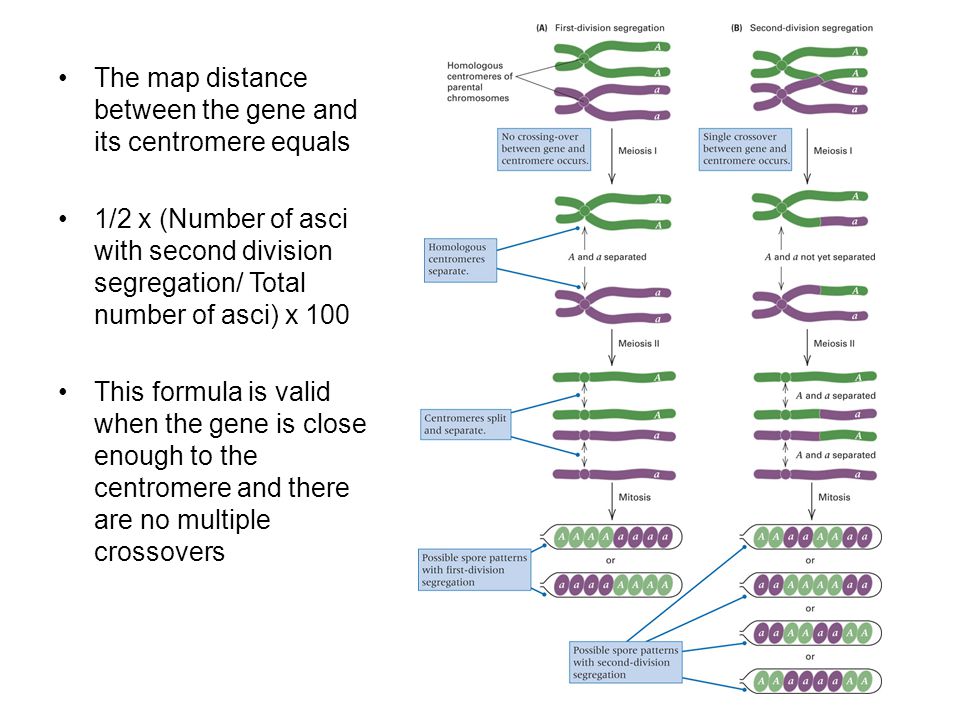 The map distance between the gene and its centromere equals