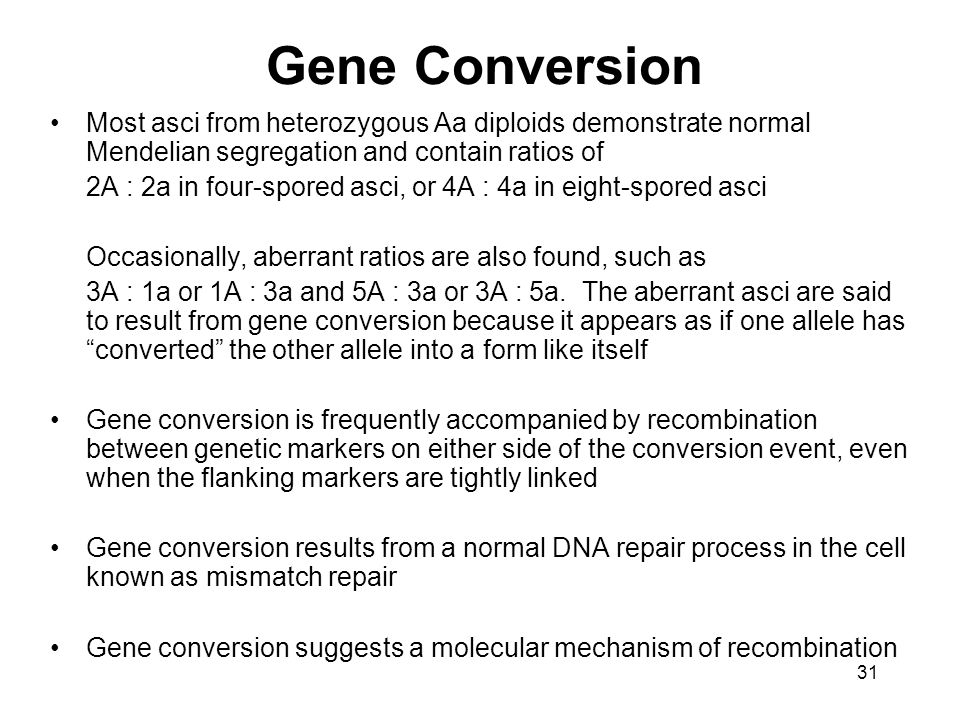 Gene Conversion Most asci from heterozygous Aa diploids demonstrate normal Mendelian segregation and contain ratios of.