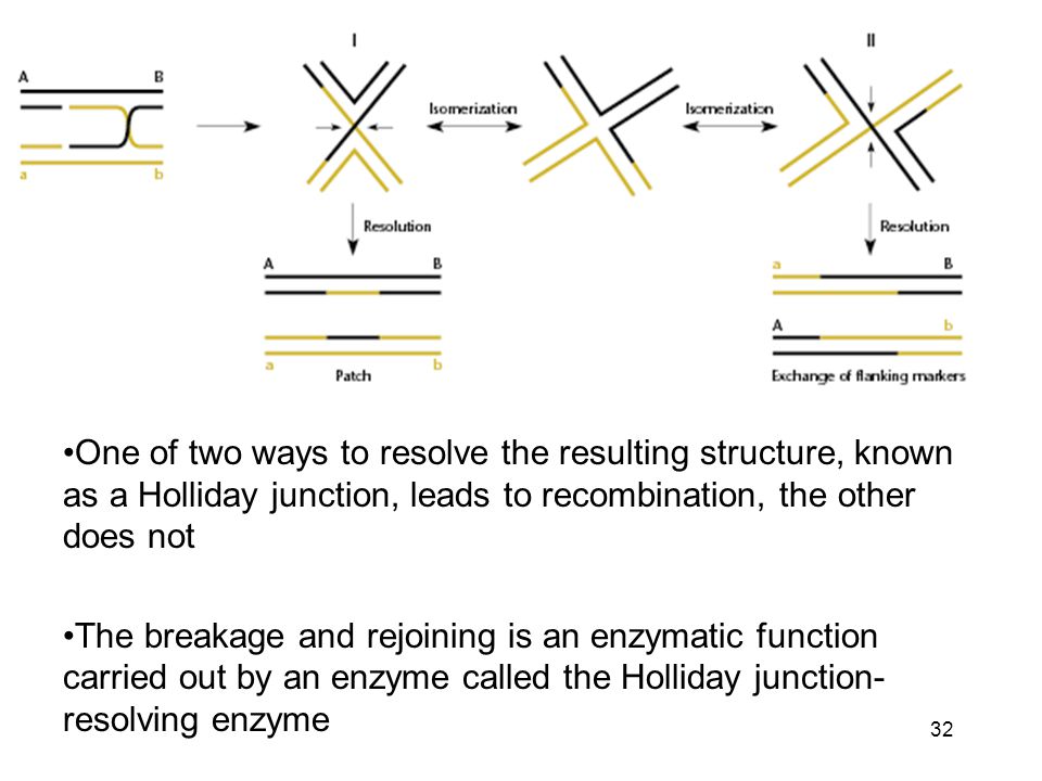 One of two ways to resolve the resulting structure, known as a Holliday junction, leads to recombination, the other does not