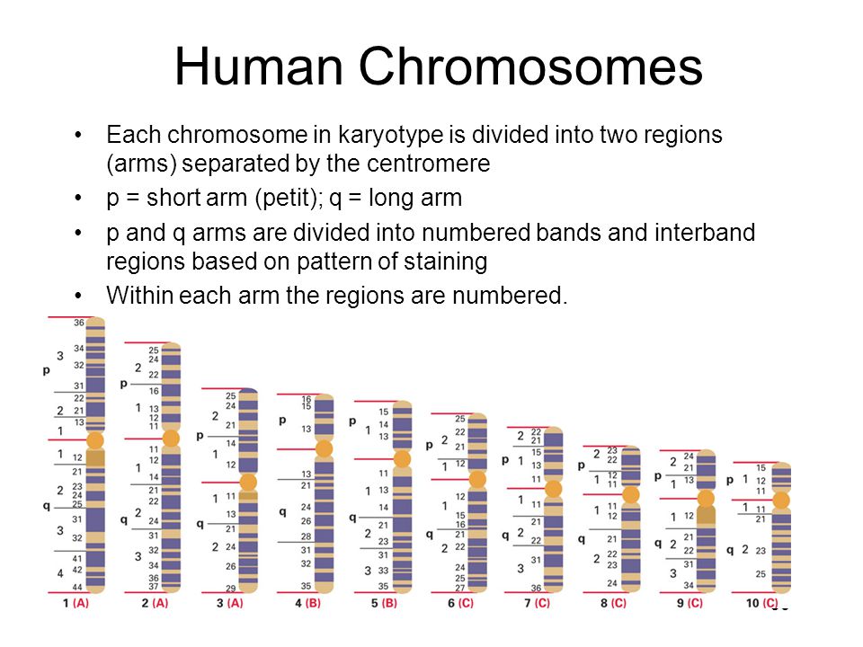 Human Chromosomes Each chromosome in karyotype is divided into two regions (arms) separated by the centromere.