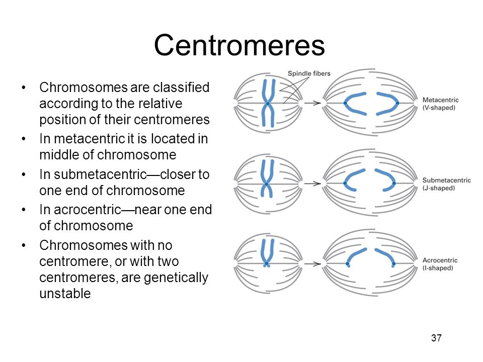 Centromeres • Chromosomes are classified according to the relative position of their centromeres.