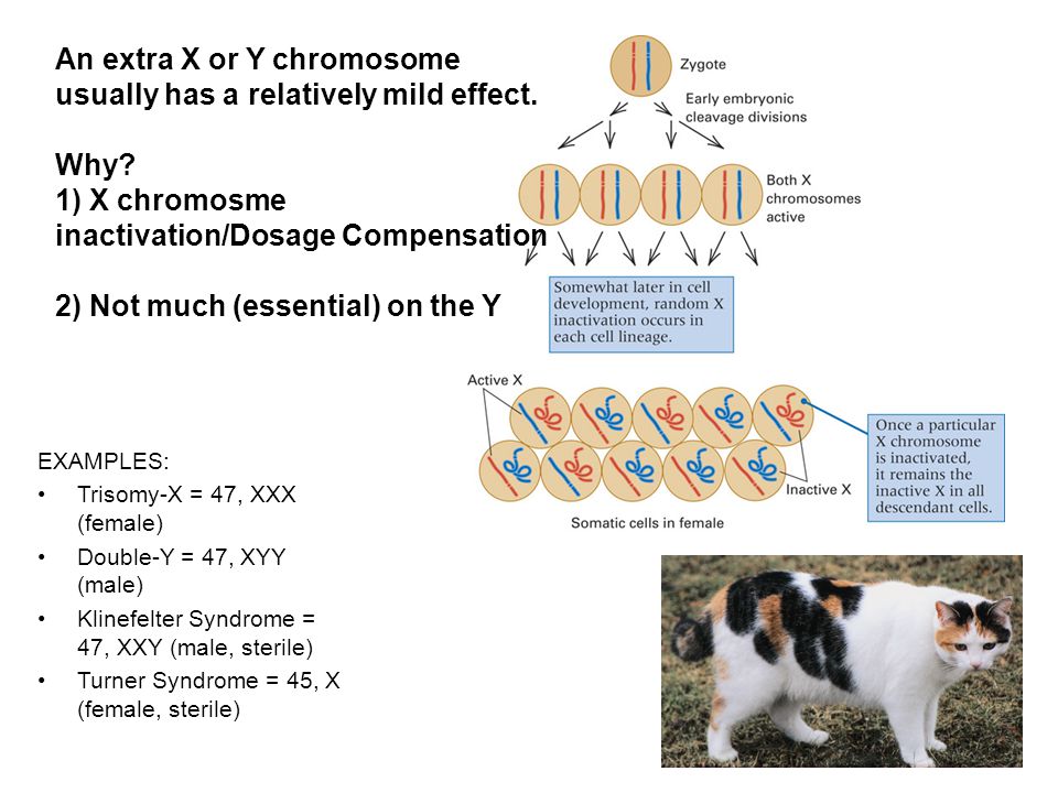 An extra X or Y chromosome usually has a relatively mild effect.