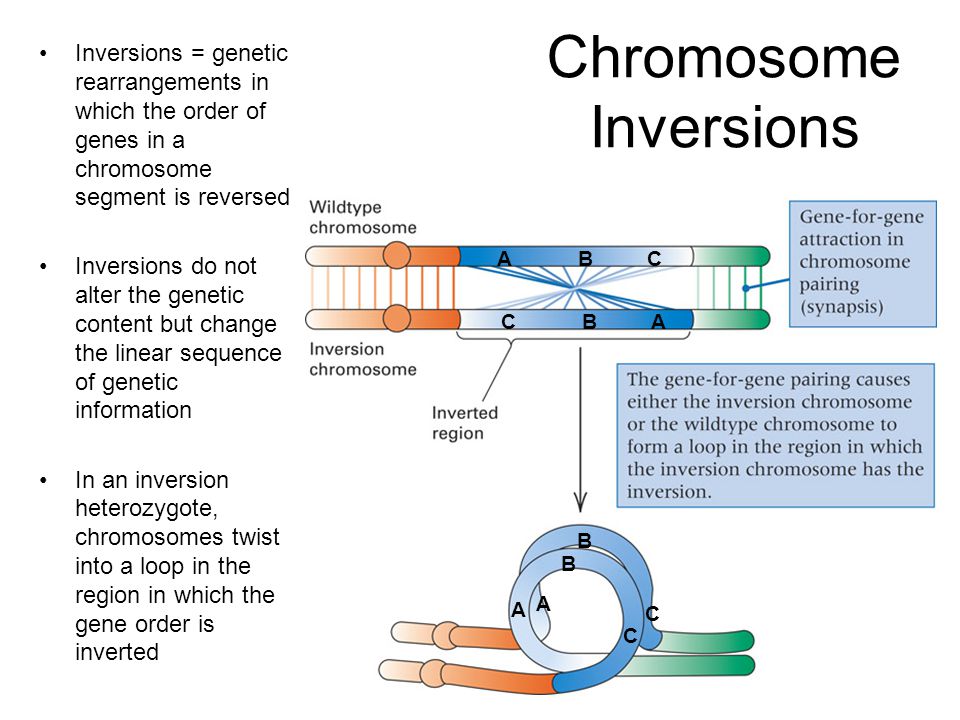 Chromosome Inversions