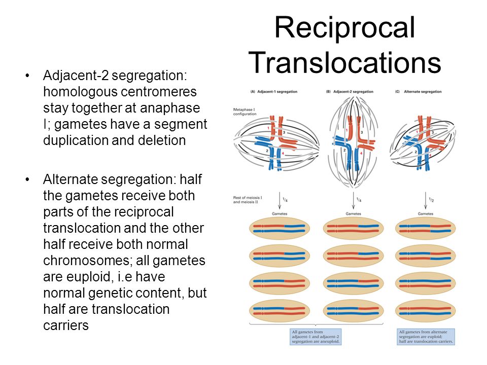 Reciprocal Translocations