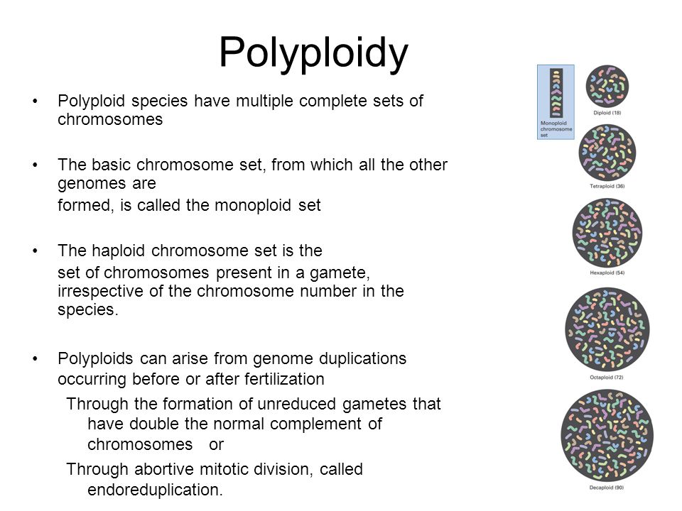 Polyploidy Polyploid species have multiple complete sets of chromosomes. The basic chromosome set, from which all the other genomes are.