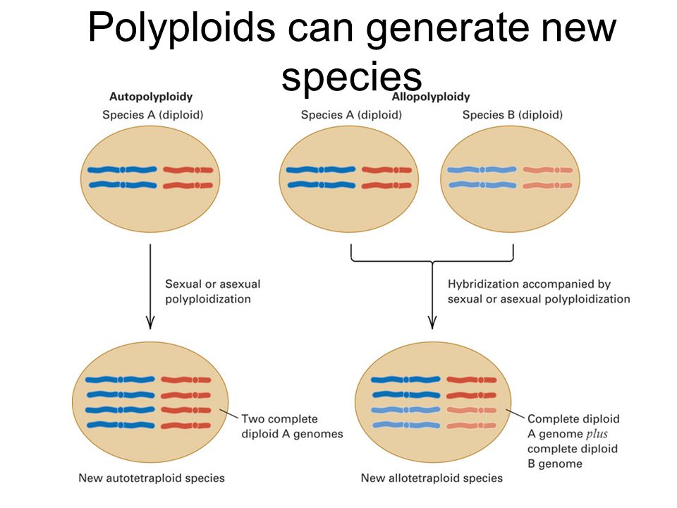 Polyploids can generate new species