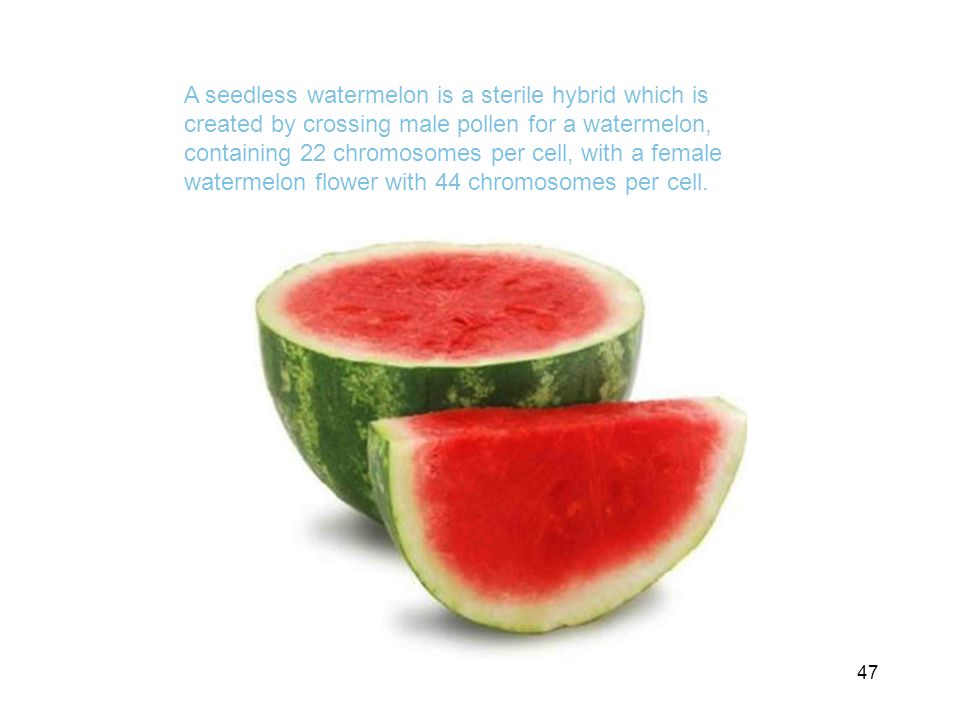 A seedless watermelon is a sterile hybrid which is created by crossing male pollen for a watermelon, containing 22 chromosomes per cell, with a female watermelon flower with 44 chromosomes per cell.