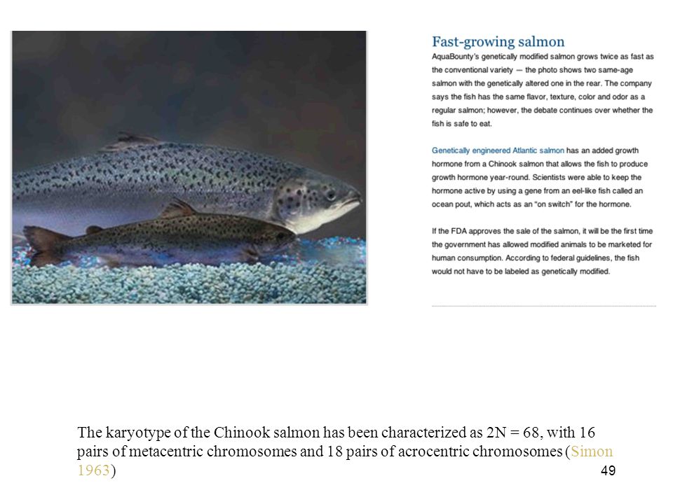 The karyotype of the Chinook salmon has been characterized as 2N = 68, with 16 pairs of metacentric chromosomes and 18 pairs of acrocentric chromosomes (Simon 1963)