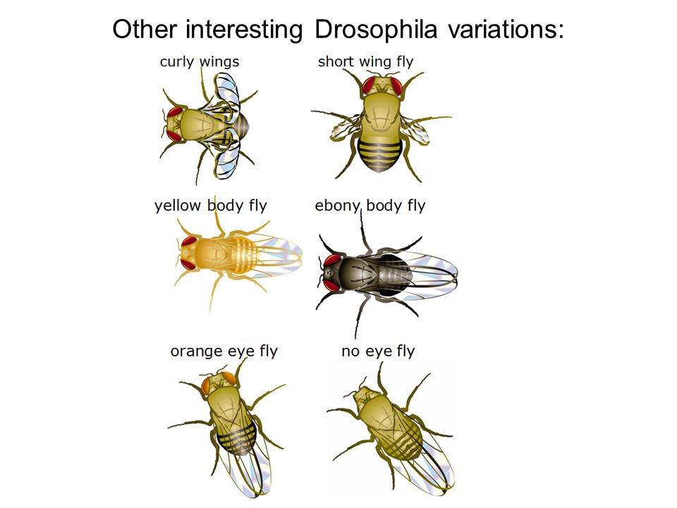 Other interesting Drosophila variations: