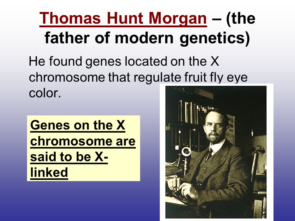 Thomas Hunt Morgan – (the father of modern genetics)