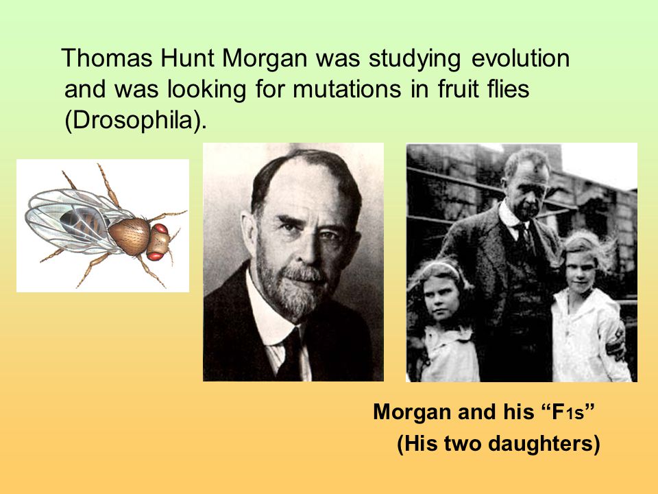 Thomas Hunt Morgan was studying evolution and was looking for mutations in fruit flies (Drosophila).