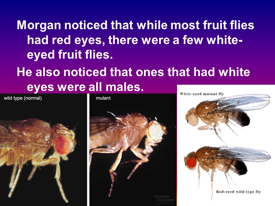 Morgan noticed that while most fruit flies had red eyes, there were a few white-eyed fruit flies.