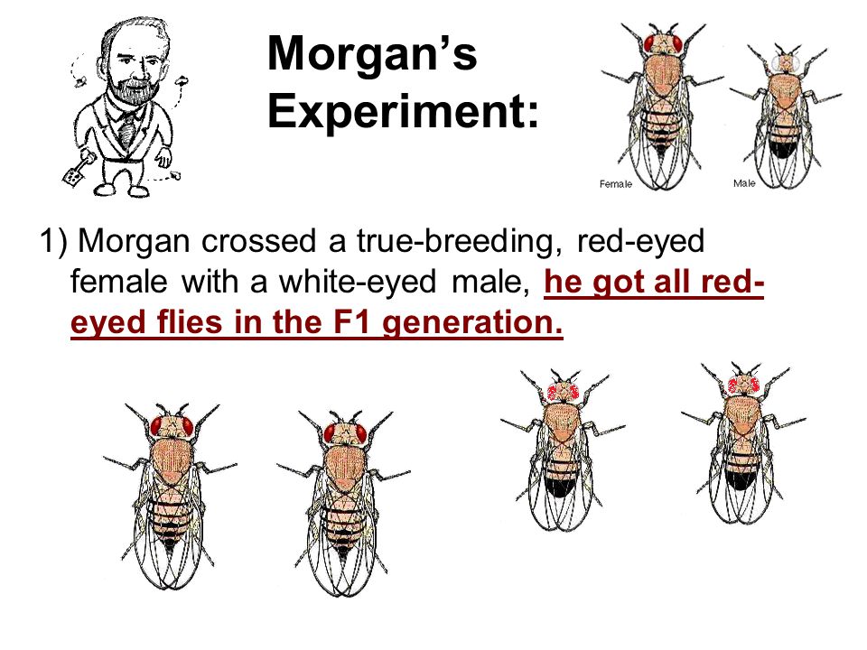 Morgan’s Experiment:
