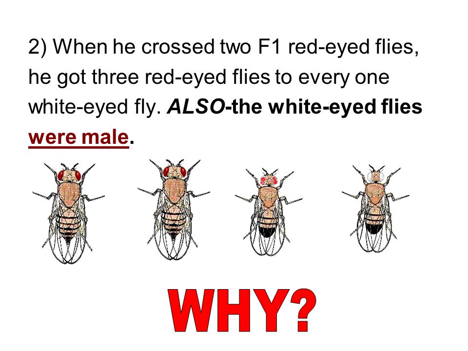 WHY 2) When he crossed two F1 red-eyed flies,