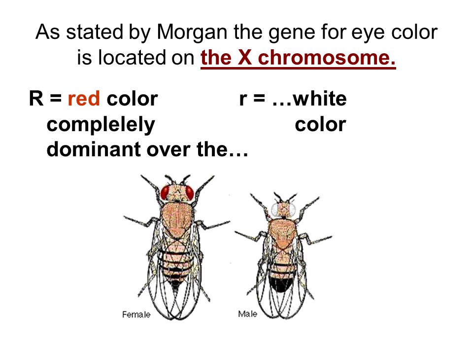 As stated by Morgan the gene for eye color is located on the X chromosome.