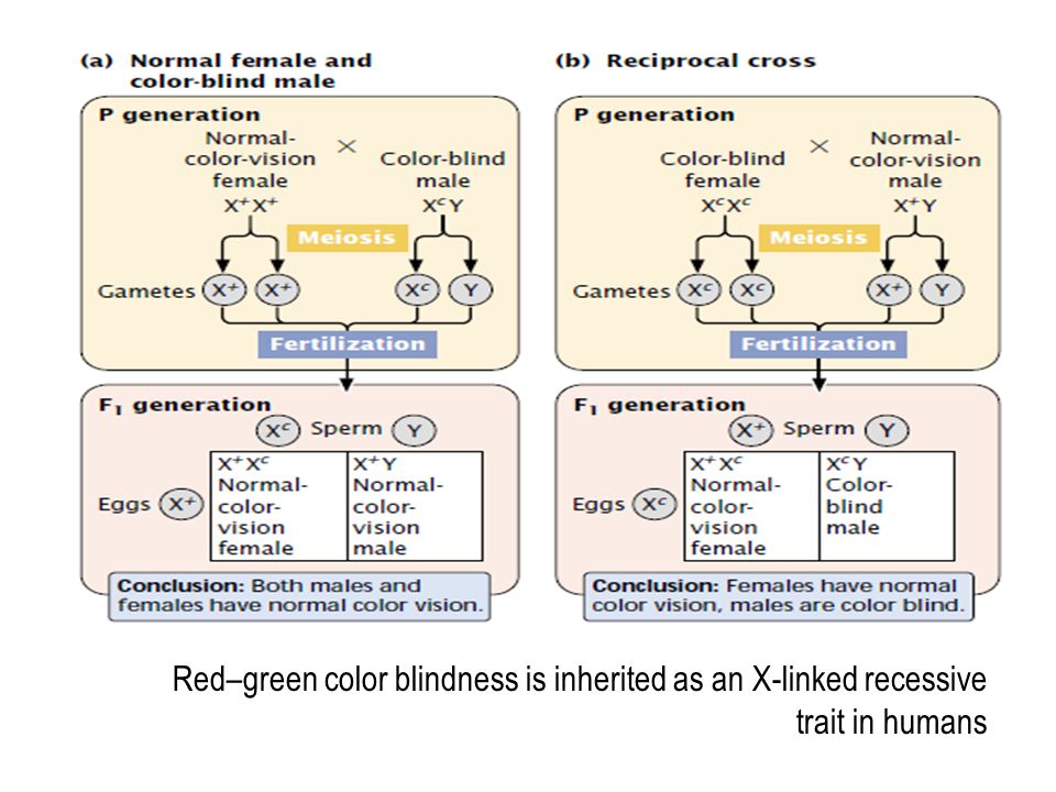 Sex Linkage And Sex Determination Ppt Download
