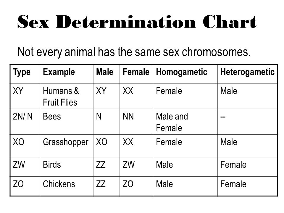 Xy Chromosome Chart