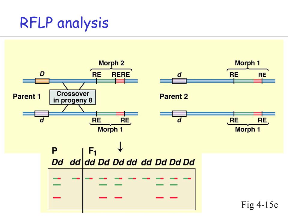 RFLP analysis Fig 4-15c