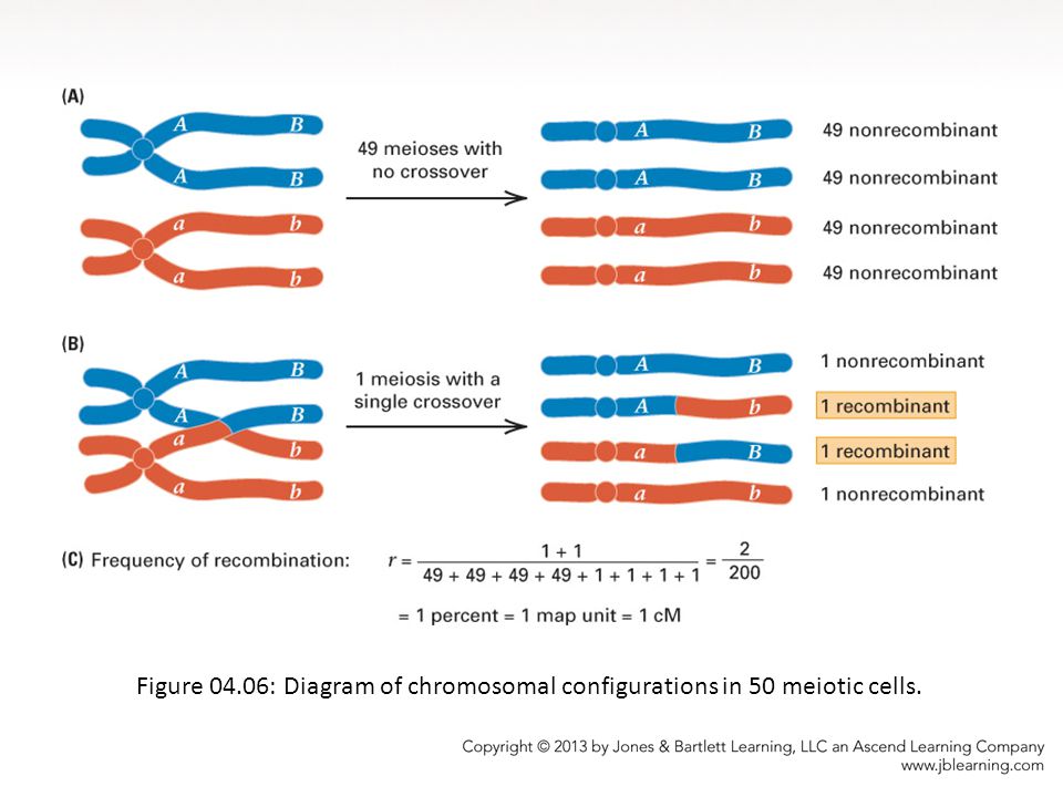 Figure 04.06: Diagram of chromosomal configurations in 50 meiotic cells.