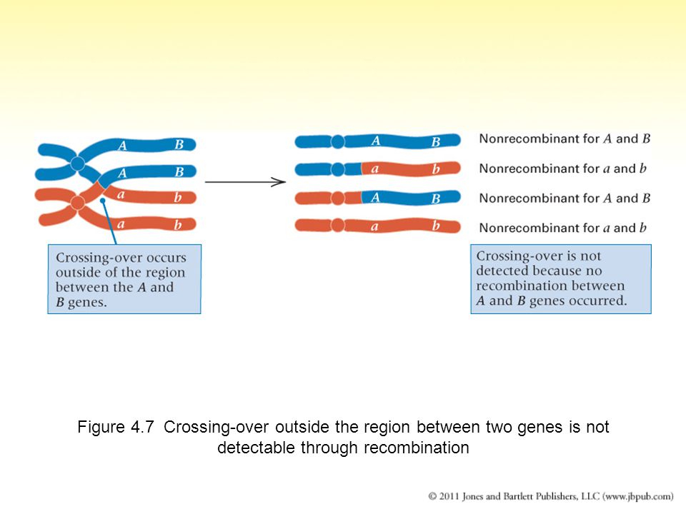 Figure 4.7 Crossing-over outside the region between two genes is not detectable through recombination