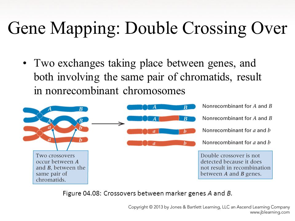 Gene Mapping: Double Crossing Over