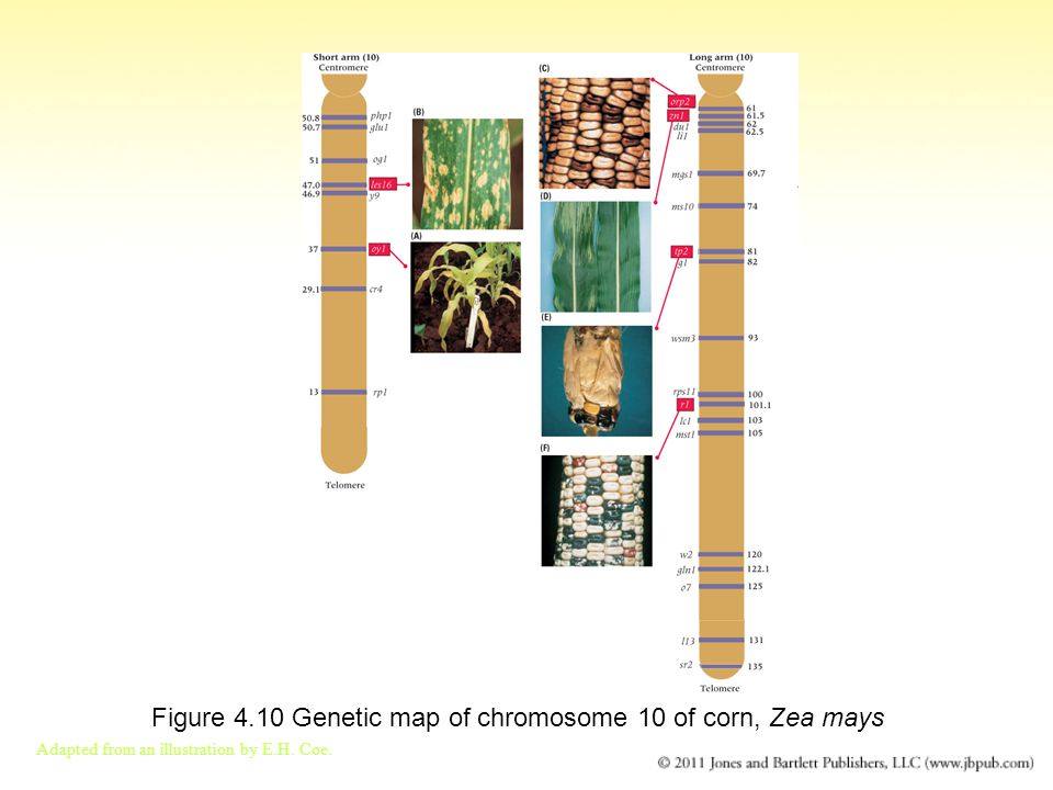 Figure 4.10 Genetic map of chromosome 10 of corn, Zea mays