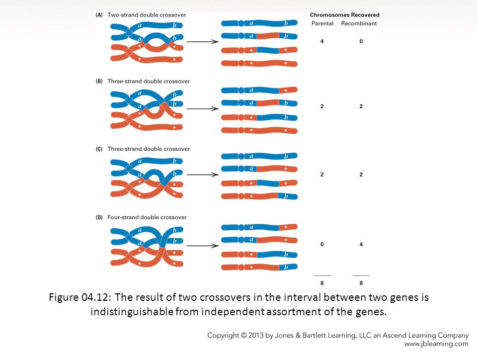 Figure 04.12: The result of two crossovers in the interval between two genes is indistinguishable from independent assortment of the genes.