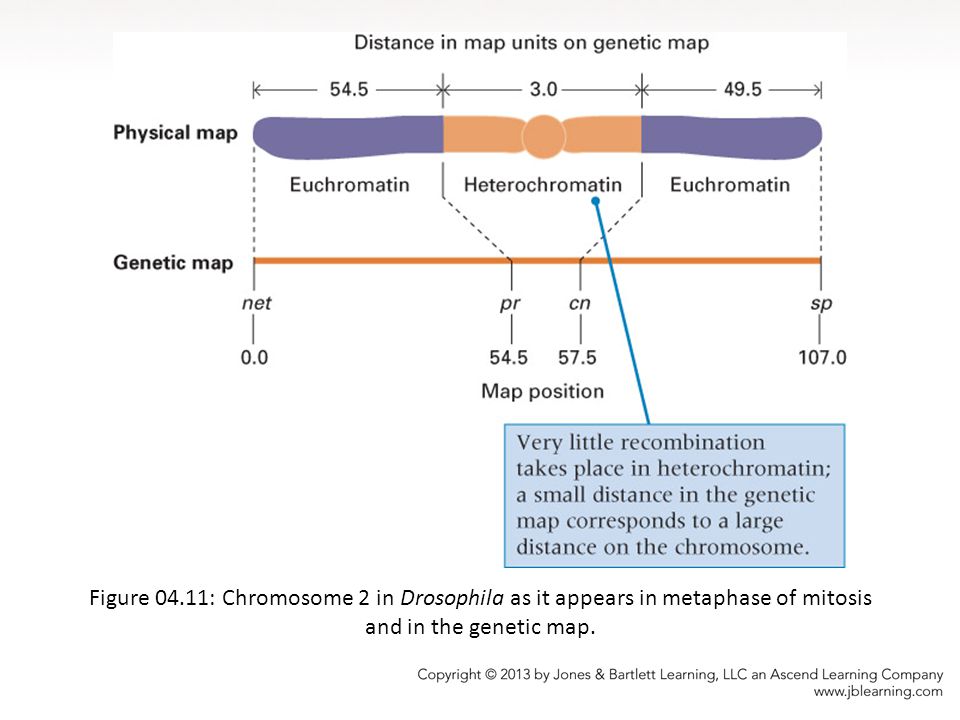 Figure 04.11: Chromosome 2 in Drosophila as it appears in metaphase of mitosis and in the genetic map.