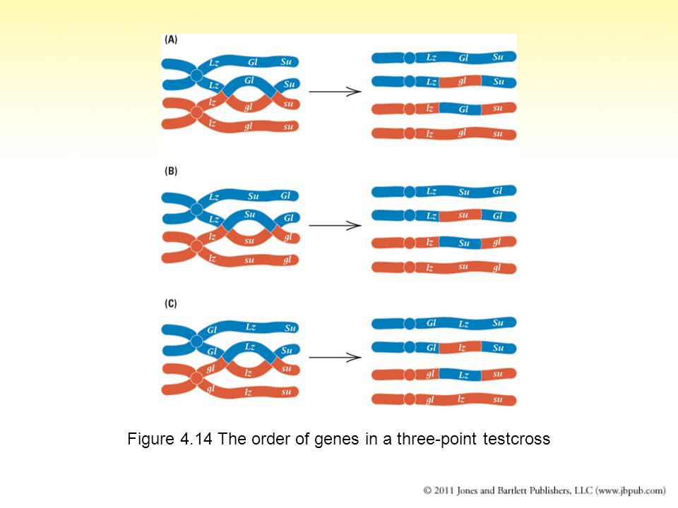 Figure 4.14 The order of genes in a three-point testcross