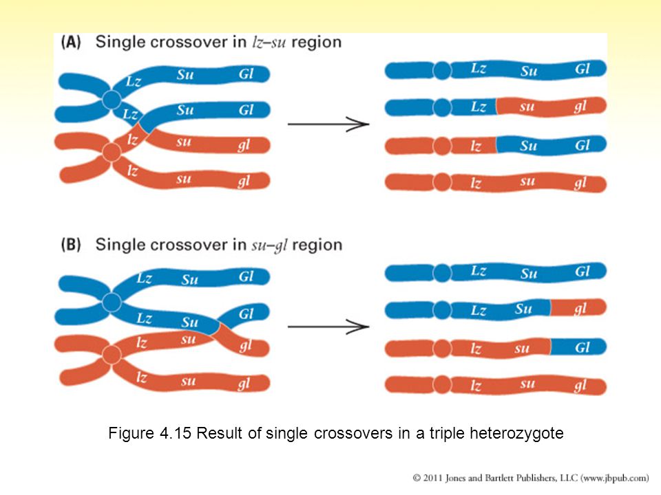 Figure 4.15 Result of single crossovers in a triple heterozygote
