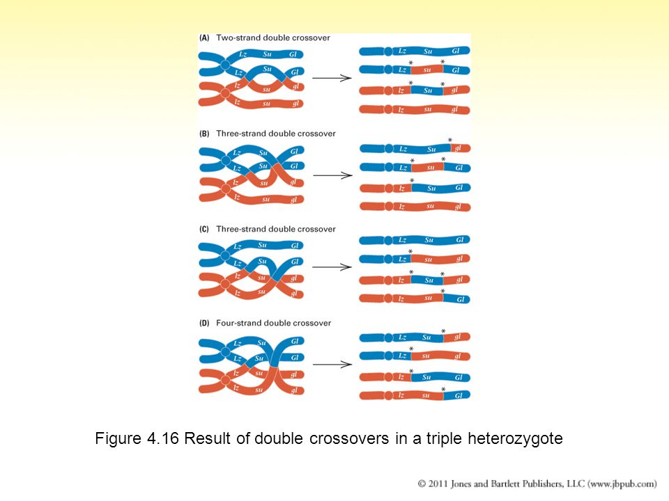 Figure 4.16 Result of double crossovers in a triple heterozygote