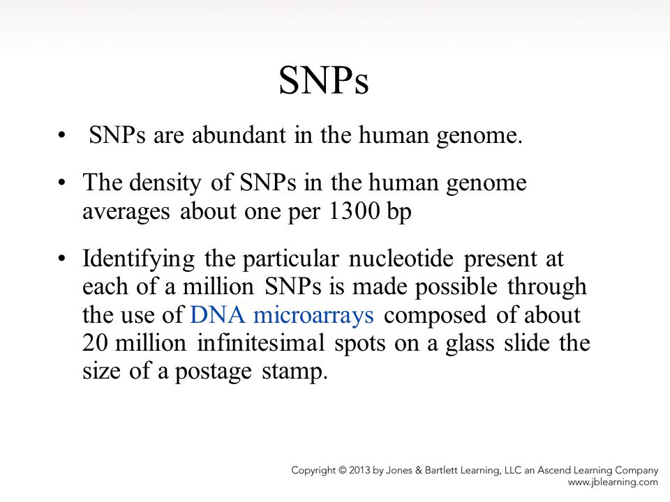 SNPs SNPs are abundant in the human genome.