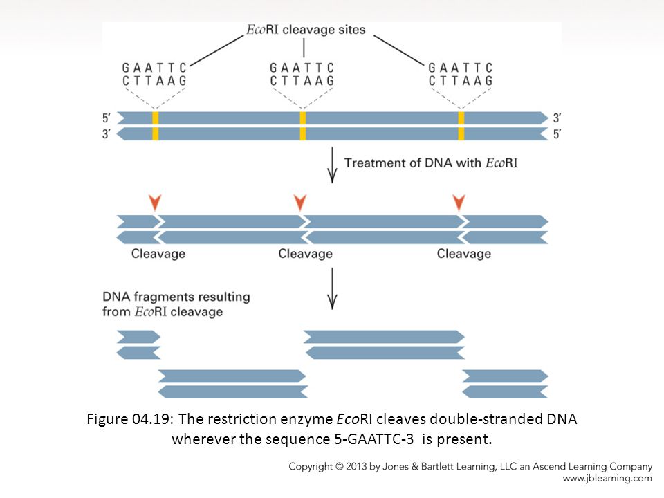 Figure 04.19: The restriction enzyme EcoRI cleaves double-stranded DNA wherever the sequence 5-GAATTC-3 is present.