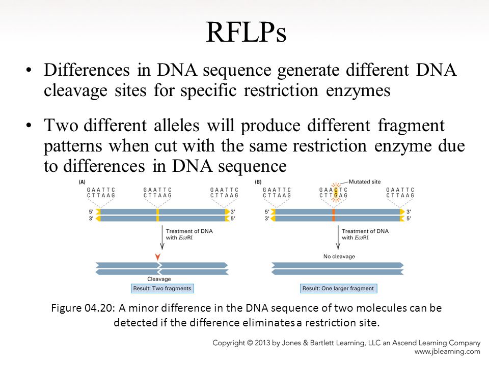 RFLPs Differences in DNA sequence generate different DNA cleavage sites for specific restriction enzymes.