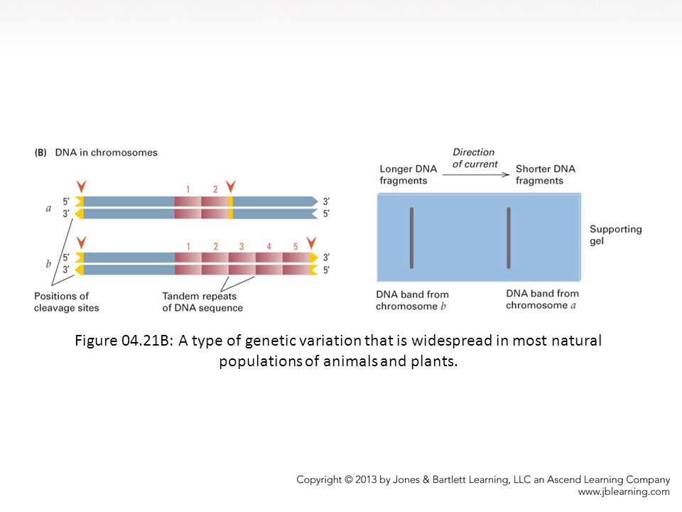 Figure 04.21B: A type of genetic variation that is widespread in most natural populations of animals and plants.