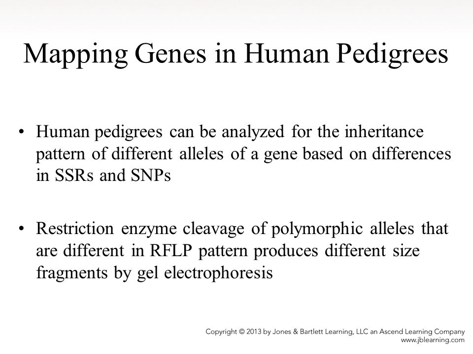 Mapping Genes in Human Pedigrees